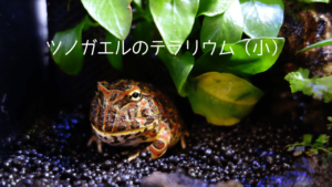 ツノガエルのテラリウム（小） | ゴロ吉ブログ｜ツノガエルとテラリウム