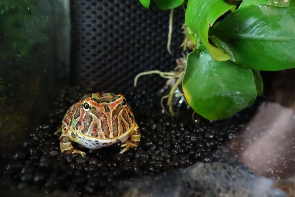 ツノガエルのテラリウム（小） | ゴロ吉ブログ｜ツノガエルとテラリウム